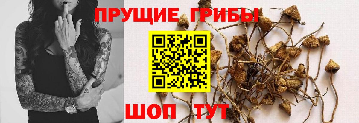 Тамбов  Псилоцибиновые грибы ЛСД  Вход с VPN 